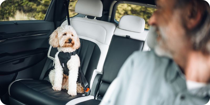Thule Cappy - szelki do transportu psa w samochodzie